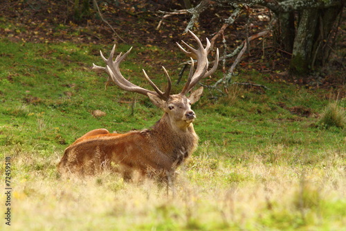 magnificent red deer stag