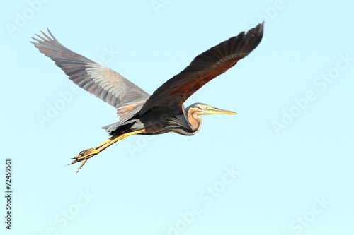Obraz na plátně purple heron in flight