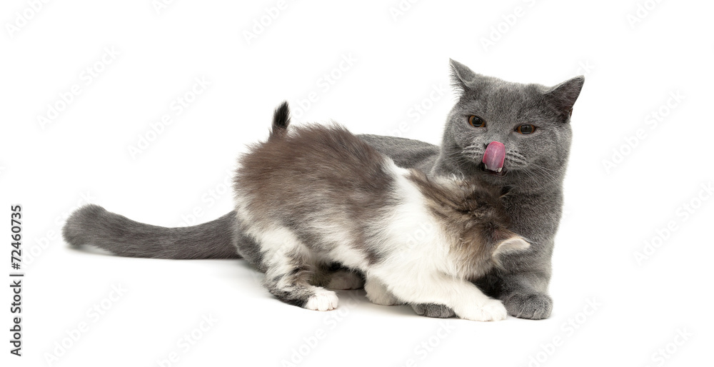 kitten plays with an adult cat. Isolated on white background.