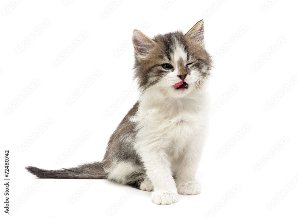 fluffy kitten sits on a white background close-up