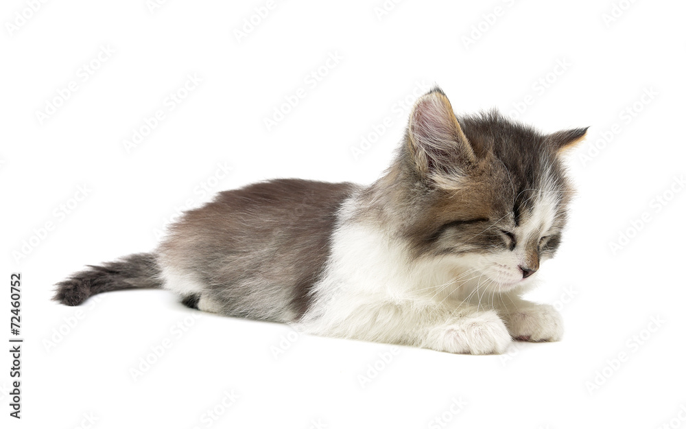 Obraz premium sleeping kitten on a white background. horizontal photo.