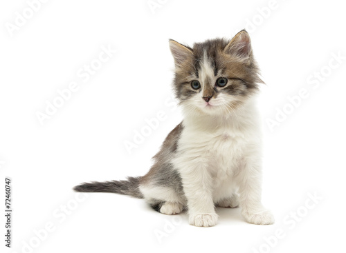 little fluffy kitten sits on a white background close-up
