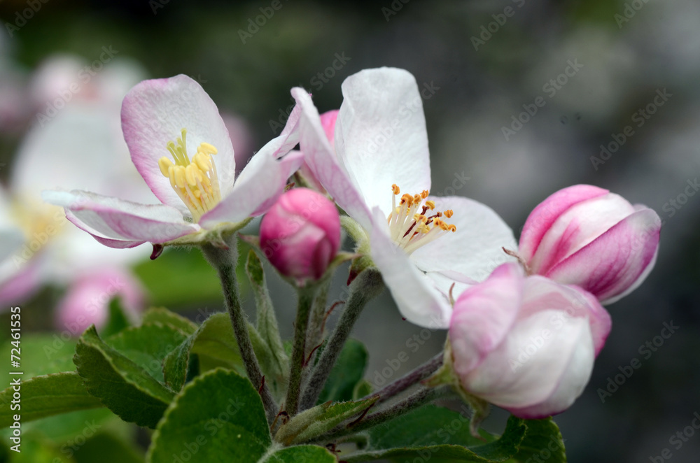 Fototapeta premium Apfelblüte mit Biene