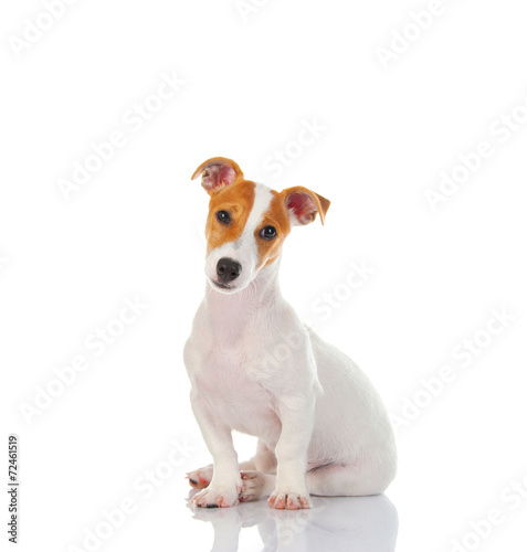 Obraz na plátne Jack russell terrier