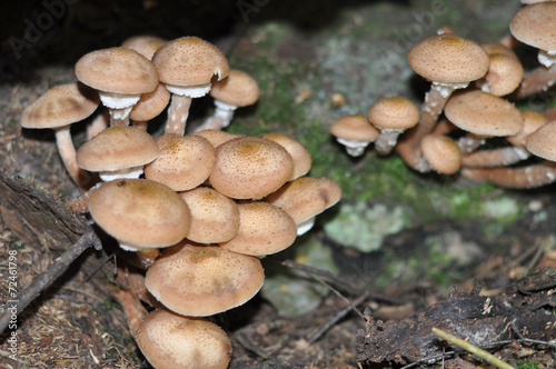 honey agaric mushroom