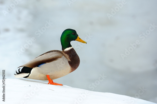Mallard Duck on Snow Slope