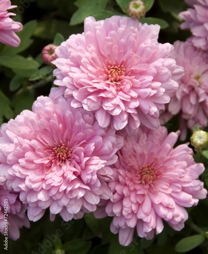 Gerbera flowers