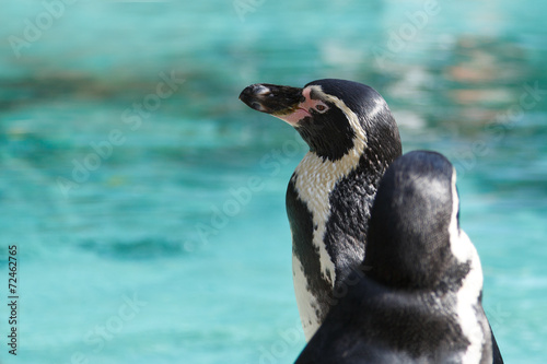 Penguin in London Zoo.
