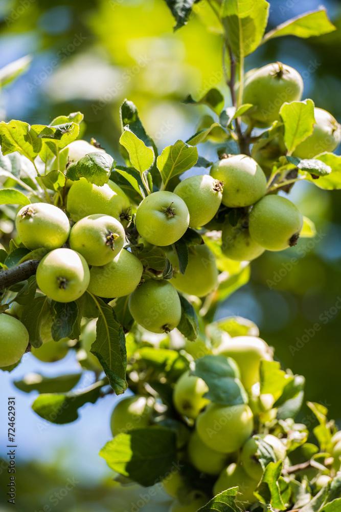 Green apples on the tree