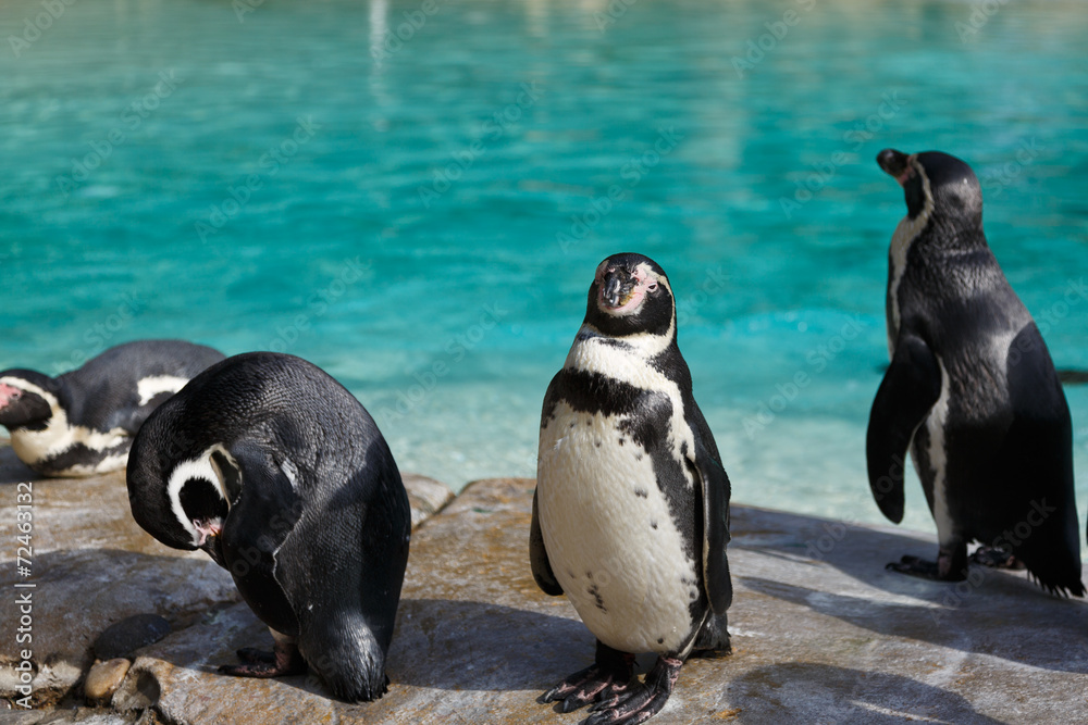 Fototapeta premium Penguin in London Zoo.