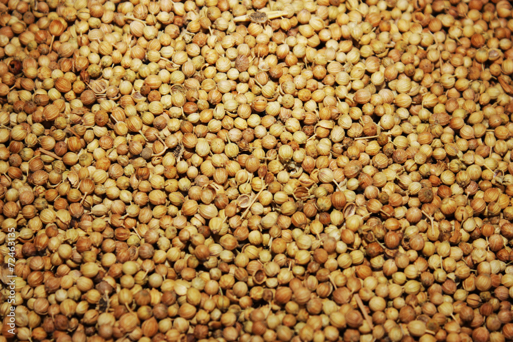 coriander seeds coriander seeds