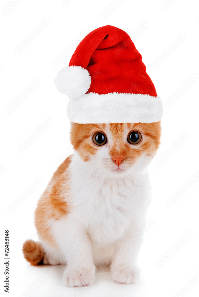 Little kitten in Santa Claus hat isolated on white Little kitten in Santa Claus hat isolated on white