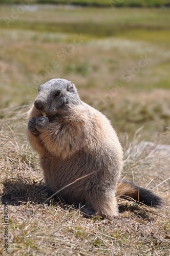 marmotta photo