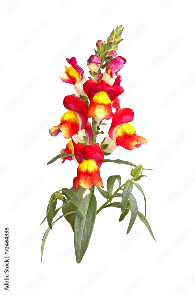 Yellow, red and orange snapdragon flowers isolated on white