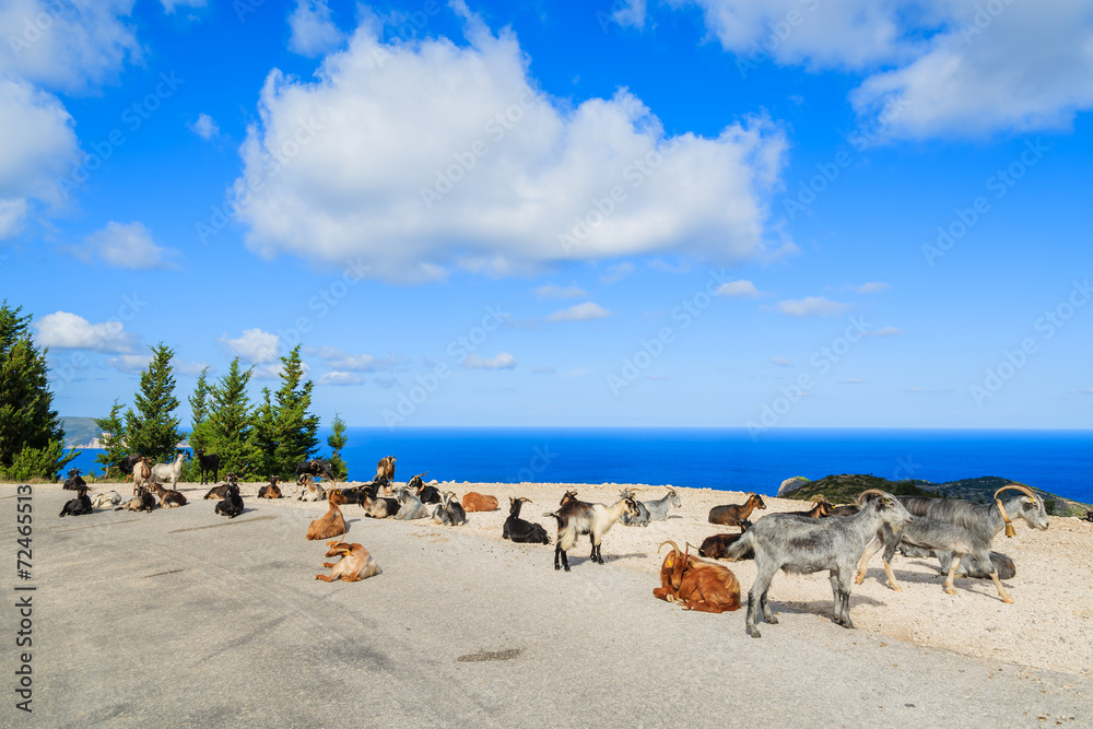 Goats on scenic mountain road to Assos village, Kefalonia island Goats on scenic mountain road to Assos village, Kefalonia island