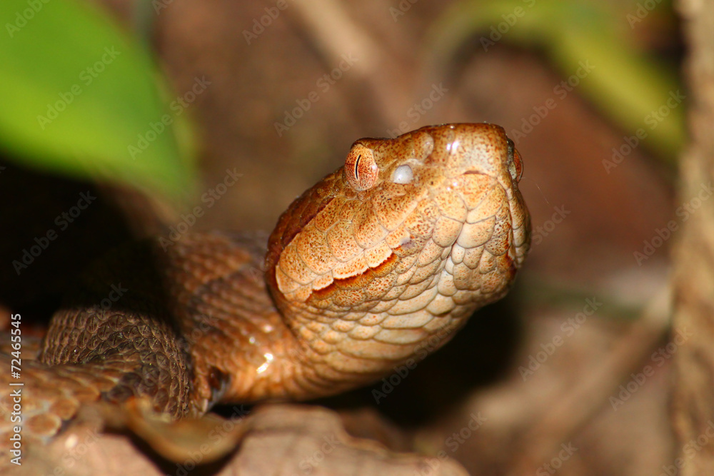 Copperhead Snake Alabama USA Stock Photo Adobe Stock
