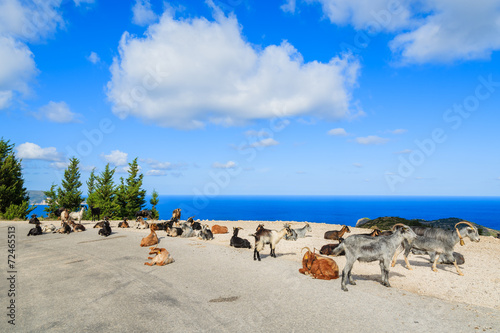 Goats on scenic mountain road to Assos village, Kefalonia island