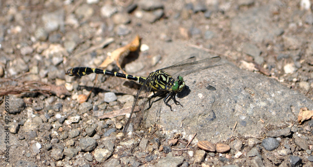 dragonfly in nature dragonfly in nature