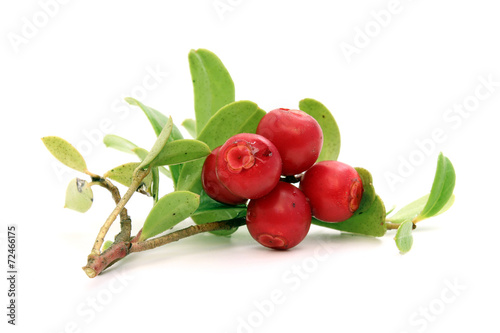 Bilde på lerret Twig of lingonberry with drops