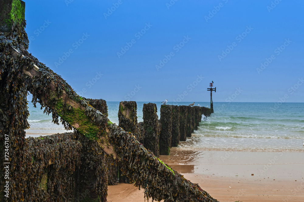 Wooden Groyne Coastal Defence Covered in Seaweed Wooden Groyne Coastal Defence Covered in Seaweed