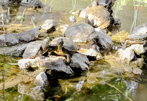 Turtles basking in the sun