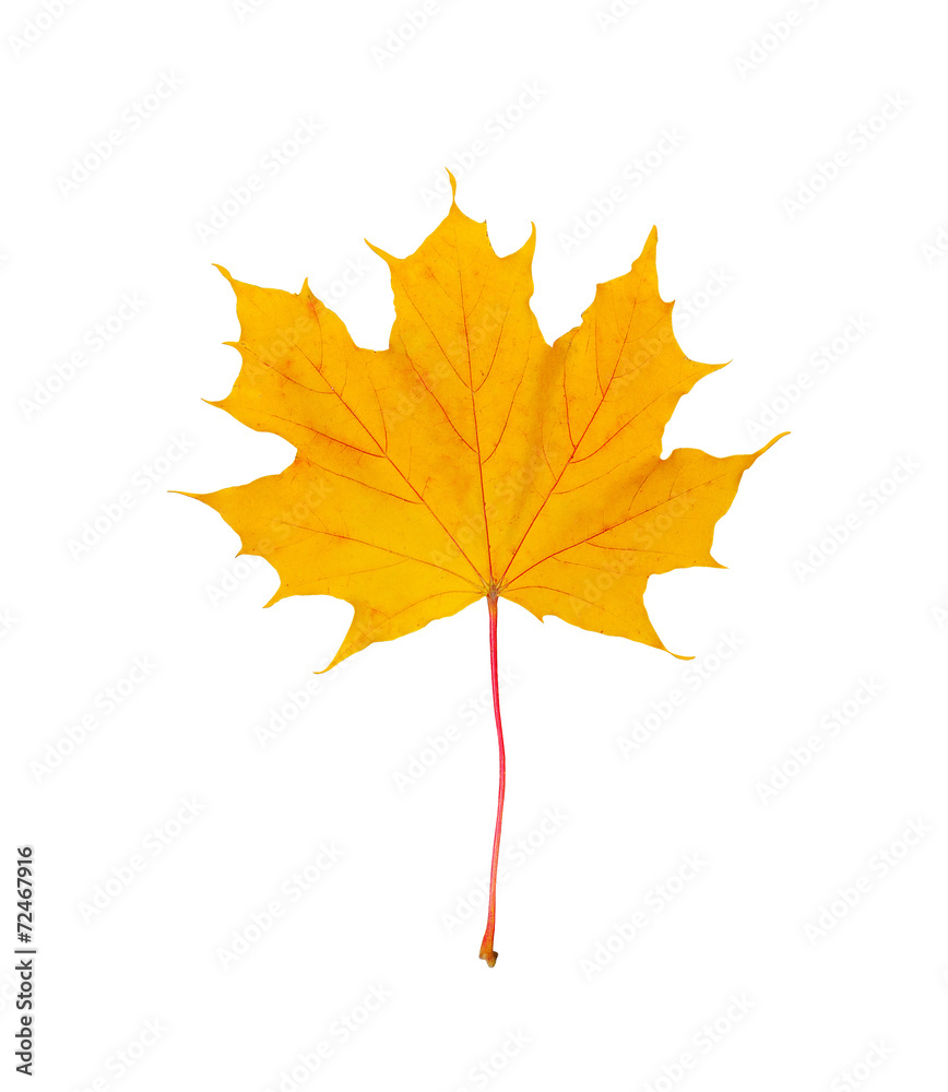 yellow autumn maple leaf cut out on a white background, path yellow autumn maple leaf cut out on a white background, path