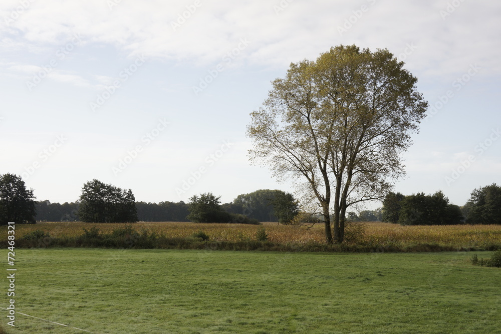 Fototapeta premium Tree in a Dutch landscape
