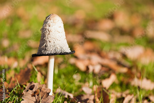 Ein Tintenpilz auf einer Herbstwiese photo