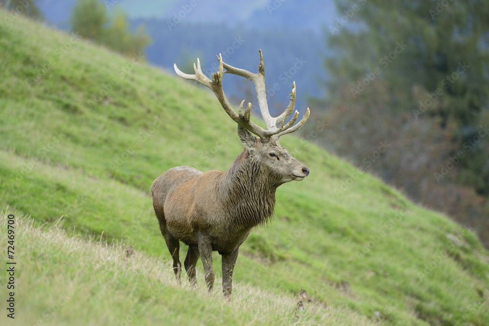 Rothirsch - König des Waldes Rothirsch - König des Waldes