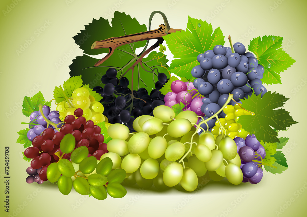 still life of grapes