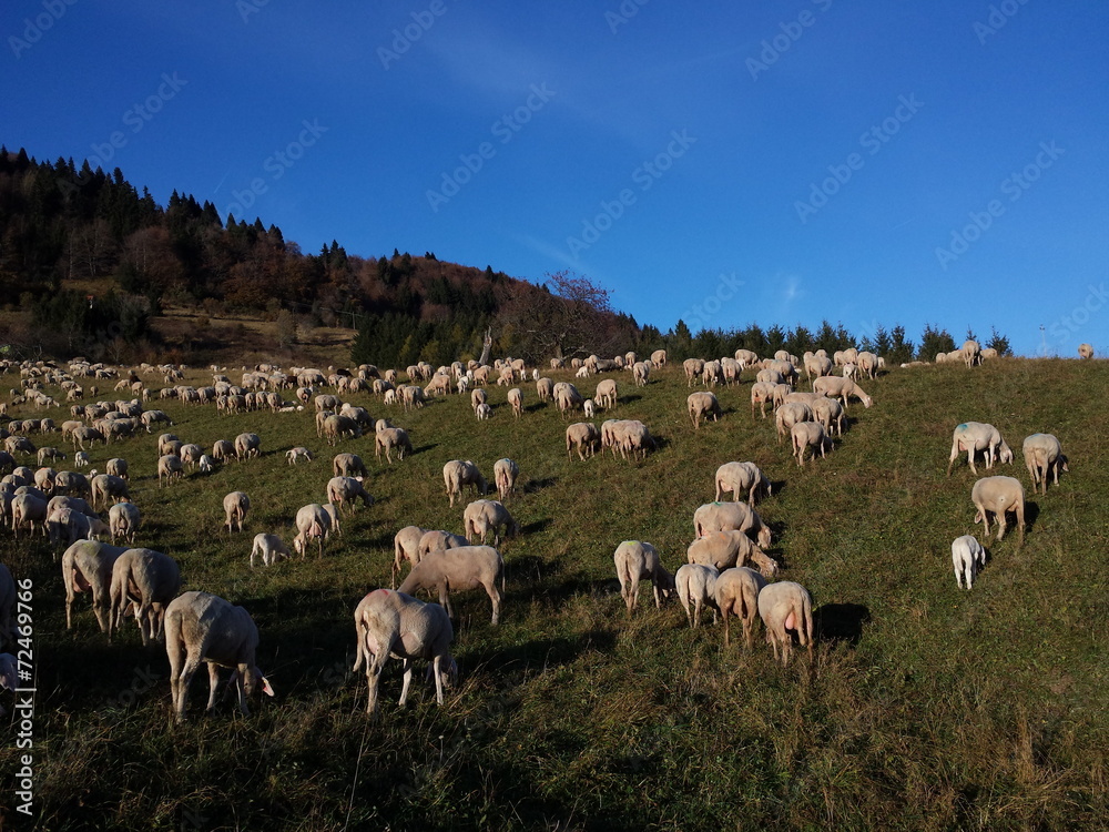 Obraz premium Migliaia di pecore al pascolo