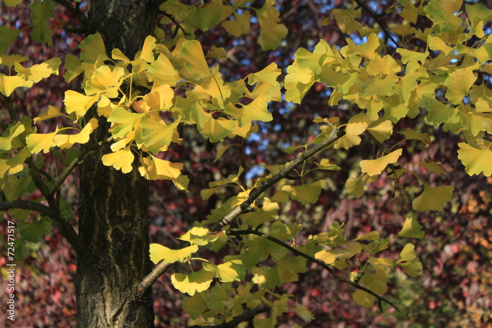Herbstlicher Gingkobaum im Steglitzer Stadtpark Herbstlicher Gingkobaum im Steglitzer Stadtpark