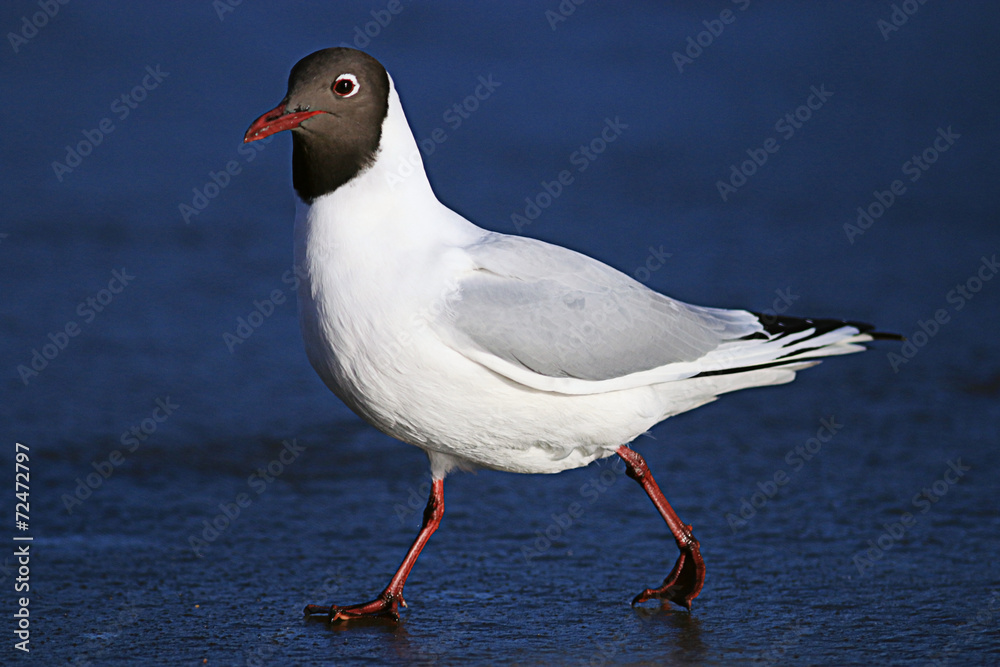 black-headed gull blue background goes black-headed gull blue background goes
