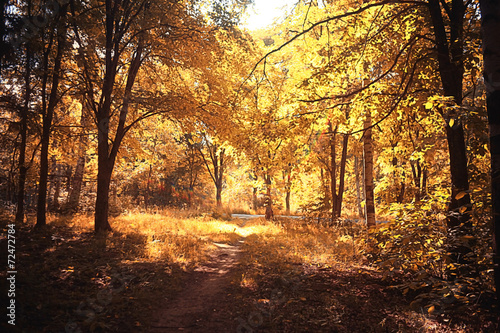 yellow autumn park leaves in September © kichigin19