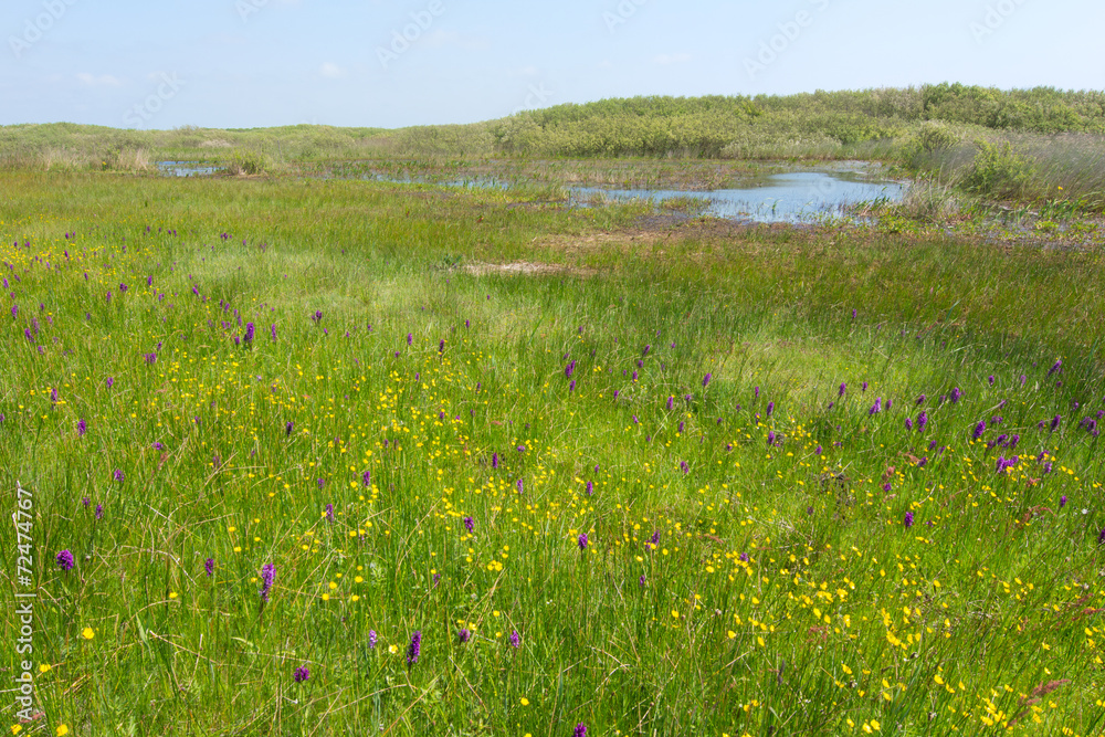 Wild orchids in landscape Wild orchids in landscape