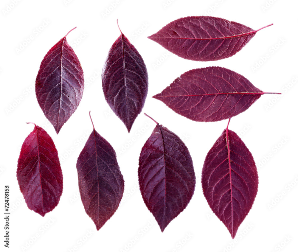 Leaves isolated on white Leaves isolated on white