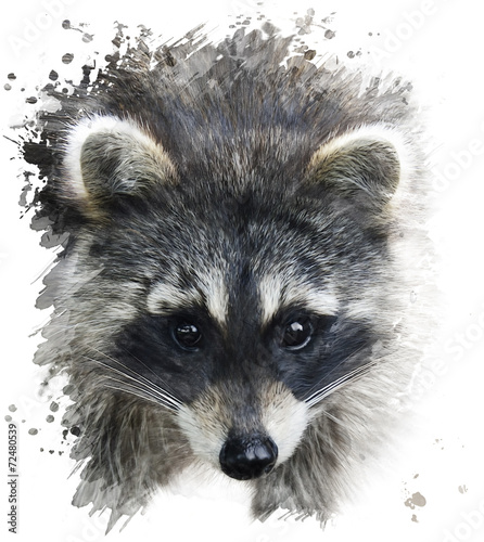 Fotografia Raccoon Portrait
