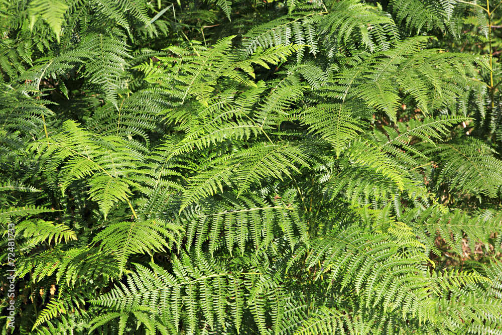 Fern after rain Fern after rain