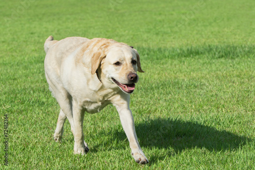 Green grass in the Park dog