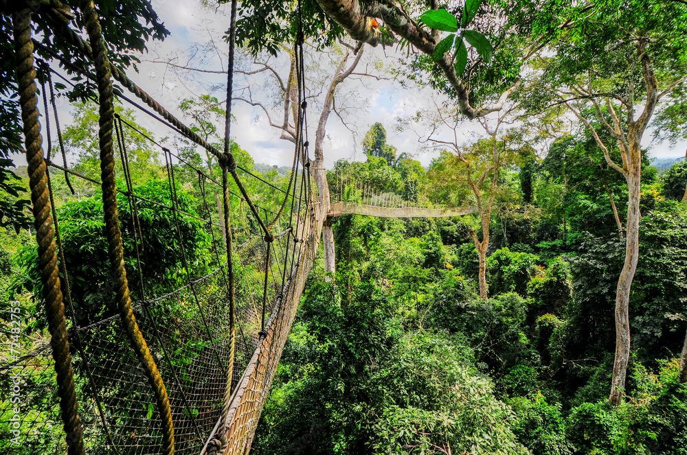 Obraz premium Canopy Walkway of Kakum National Park
