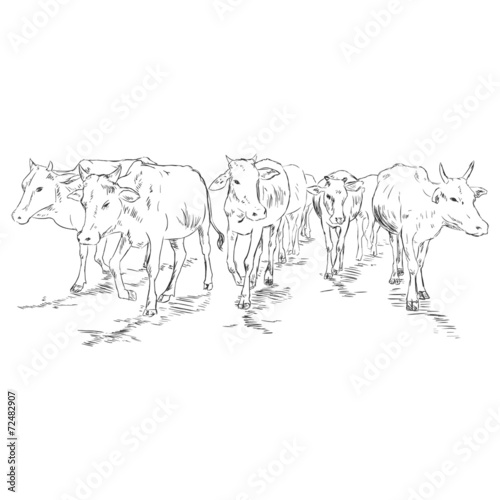 Vector Sketch Cow Herd