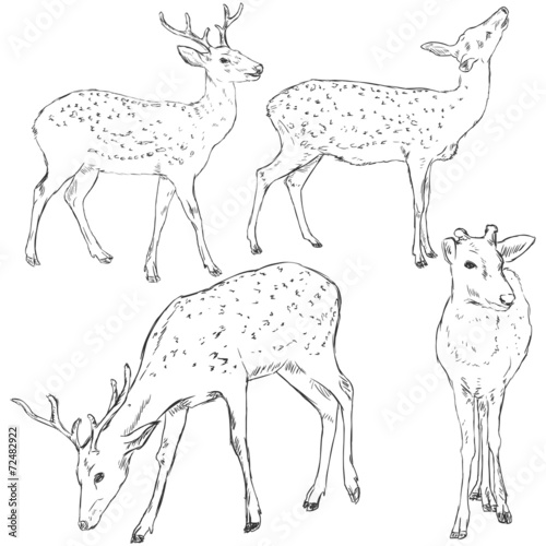 Vector Set of Sketch Dappled Deers