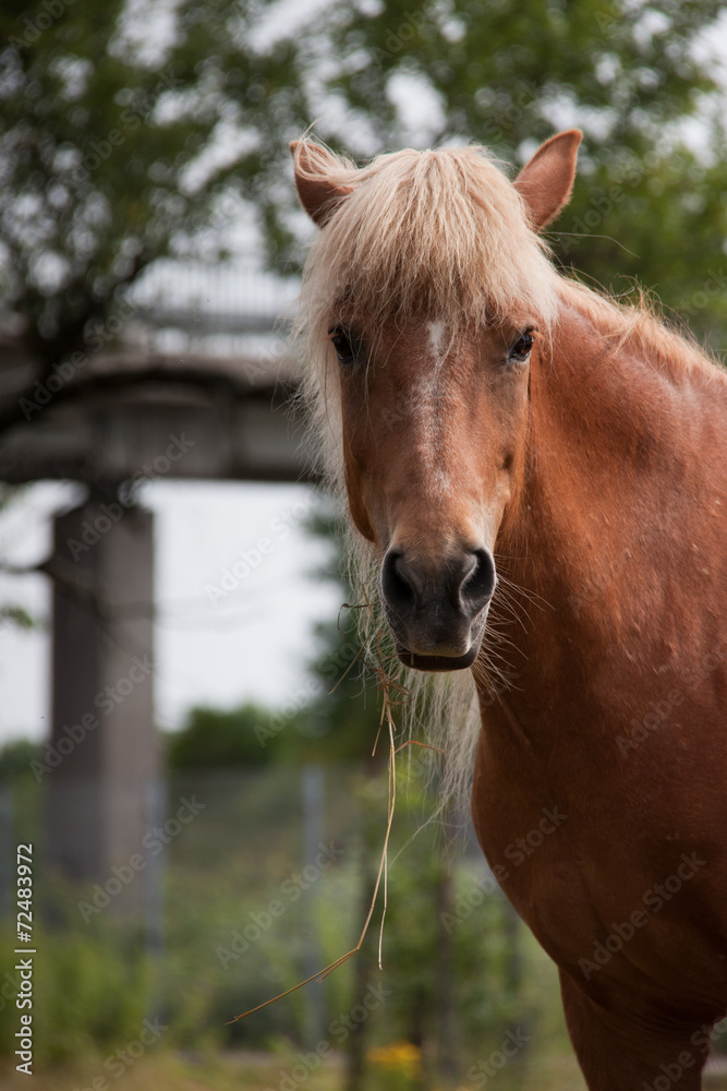 Obraz premium Islandpferd