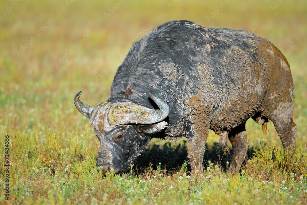 Fototapeta premium Mud covered African buffalo bull