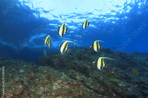 Moorish Idol fish on underwater reef © Richard Carey