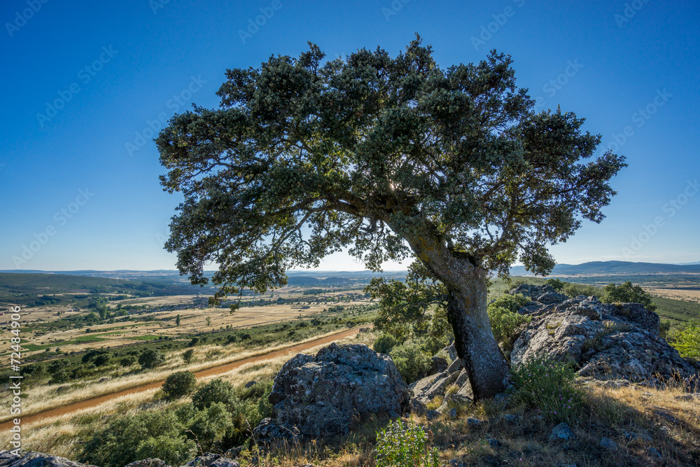 Obraz premium holm oak backlit against blue sky