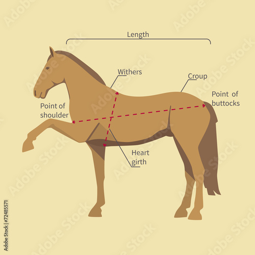 horse with measurement labels