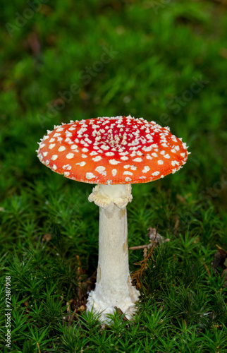 Fly agaric or Fly amanita in Hair moss