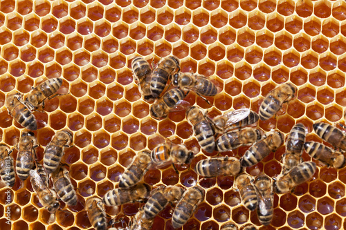 Bee honeycombs with honey and bees