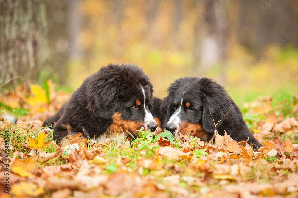 Two bernese mountain puppies lying on the leaves in autumn Two bernese mountain puppies lying on the leaves in autumn